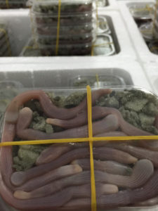 Titas pequeñas
