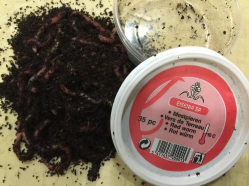 Cebo vivo de río: Lombriz tapa roja