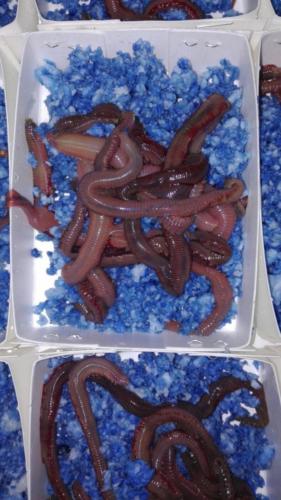 Cebo vivo de mar: Rosca
