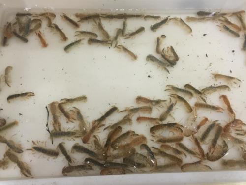 Cebo vivo de mar: Gamusino